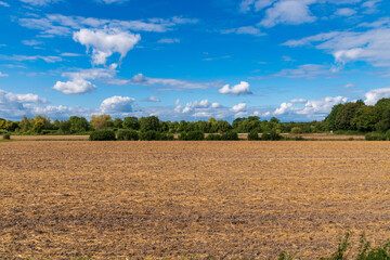 Obraz premium field of wheat