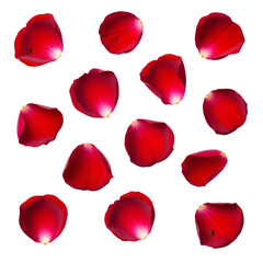 Vibrant red rose petals scattered artistically evoking romance, beauty, and passion.