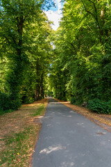 road in the forest