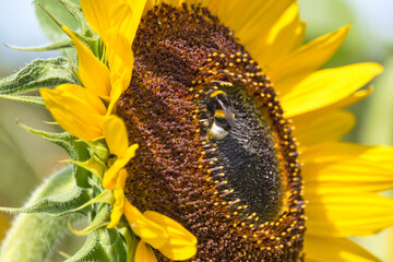 Hummel sitzt auf einer Sonnenblume