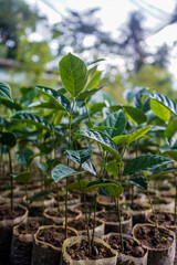 Young trees planted along countryside path – scenic rural greenery background