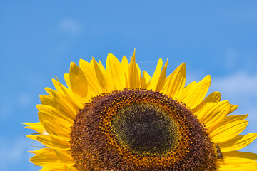 Sonnenblume vor blauem Himmel