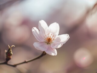 Fototapeta premium Delicate Blossom. A Study in Pink and White, Captured in Soft Sunlight Still Life.
