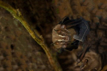 Yellow-eared striped bat (Vampyriscus nymphaea), resting under a tree in the shade in Corcovado...