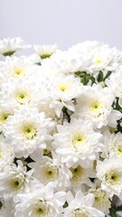 Close-up of a bouquet of white chrysanthemums (1)