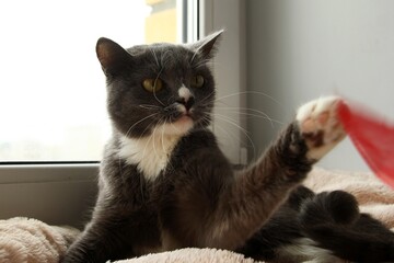 Gray and White Cat Reaching for a Red Toy. Playful Feline in a Cozy Home Setting, Pet Photography.