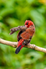Red Avadavat Bird Sitting Gracefully on a Tree Branch