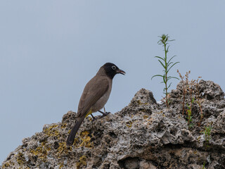 Arabian nightingale bird on rocks