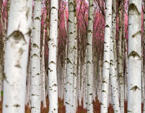 White birch trees with pink fall foliage
