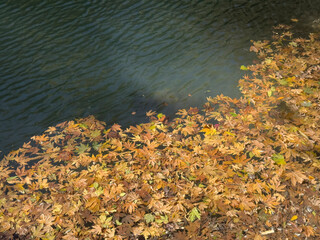 yellow autumn leaves floating on lake surface