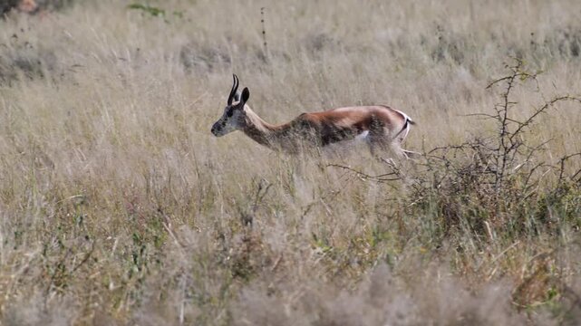 springbooks are running , springbook, Antidorcas marsupialis, slow motion, Etosha National Park, Namibia