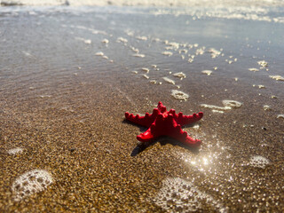 red starfish on the beach