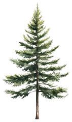 PNG A pine tree illustration watercolor art.