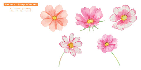 水彩で描いたコスモスのベクターイラストセット