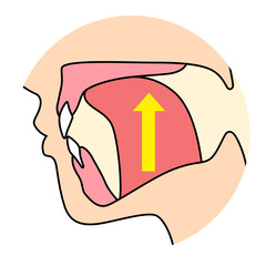正しいミューイングの方法　適正な舌の位置と誤った舌の位置 © koti