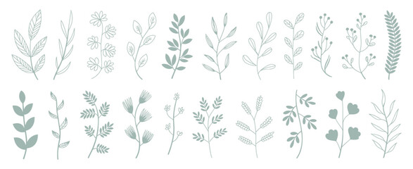 Delicate botanical plant stems illustration leaves