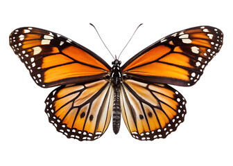 Fototapeta premium Monarch butterfly isolated on transparent background