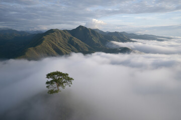 breathtaking aerial view of misty mountains during tranquil morning with solitary tree in foreground