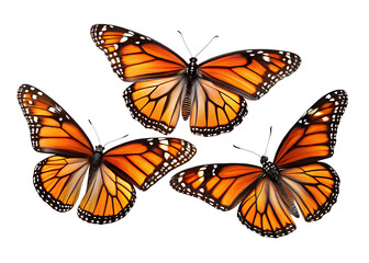 Obraz premium Three monarch butterflies flying isolated on transparent background