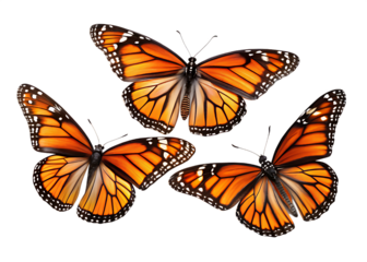 Three monarch butterflies flying isolated on transparent background