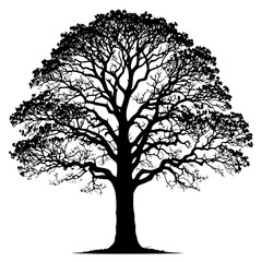 Silhouette of a large deciduous tree with dense foliage and branches