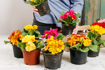 Gardener working with primula flowers.