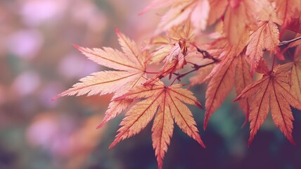 Close-Up of Autumn Maple Leaves, Soft Focus Macro Vintage Film Style
