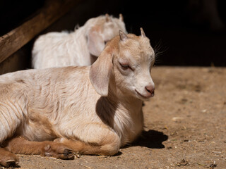 Fototapeta premium cute baby goat on the farm