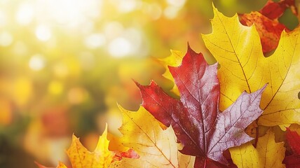 Fototapeta premium Close-Up of Autumn Maple Leaves, Soft Focus Macro Vintage Film Style 