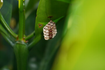 bees are making nests on leaves