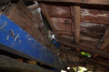 the white spider is in its web