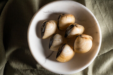 Clams on a bright plate