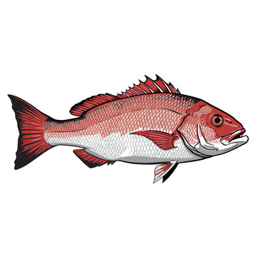 black and white silhouette vector of red snapper fish with white background