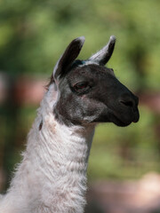 beautiful llama on the farm