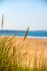 Fototapeta premium Golden beach grass swaying in the breeze with soft focus view of sandy shore and blue ocean waves in the background