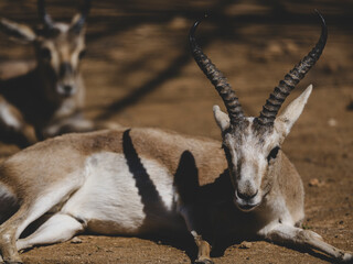 Beautiful Antelope in Nature