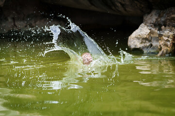 Obraz premium Stop action, Brown monkey or Macaca monkey is enjoy relax play in water to cool off alone. It's drowning and tries to jump out of water surface, only its head is showing, splash in a spray of all wet.