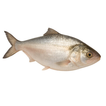 Ilish Fish (Tenualosa Ilisha) Isolated on Transparent Background for Design