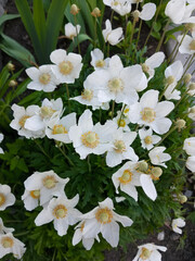 Anemone sylvestris Blanc White in the garden in summer daytime. Top view.