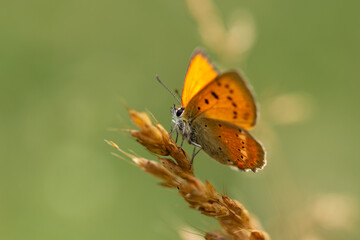 Obraz premium Small Copper Butterfly on Grass Blade, Lycaena phlaeas Macro Close-Up 