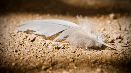 A symbolic bird feather lying on the earth, captured in dramatic lighting and shallow depth of...