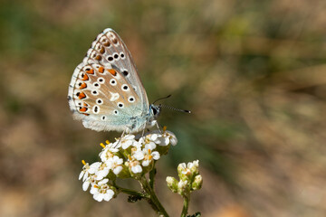 Blue Butterfly on Flower, Close-Up Macro with Soft Blurred Background
