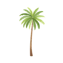 a watercolor palm tree isolated on a transparent background