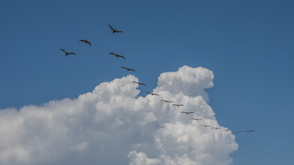 Pelican formation, Gulf Coast, Louisiana