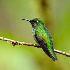 Obraz premium Green Hummingbird Perched on Branch, Rainforest (2)