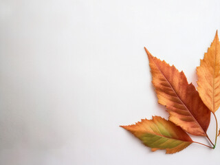 Fall leaves on white background for youth-focused environmental content
Educational image of autumn foliage promoting mindfulness and observation