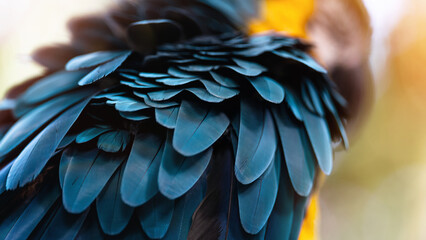 blue and yellow macaw feathers close up macro shot   © Юрий Крылов