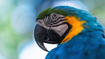 blue and yellow macaw close up macro shot	
