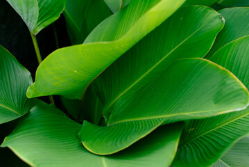 Obraz premium Close-Up of Vibrant Green Tropical Leaves with Natural Textures and Lighting