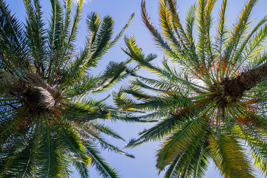 Palm Trees Against Blue Sky View from Below | Palmy na tle błękitnego nieba, widok z dołu